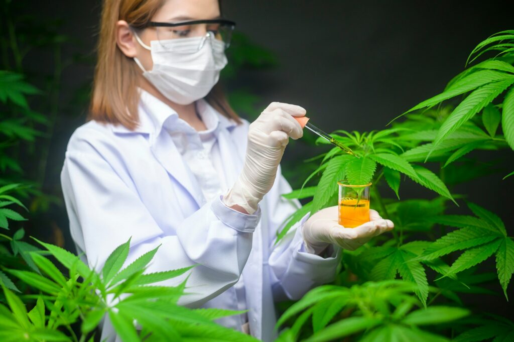 A scientist is checking and analyzing a cannabis experiment