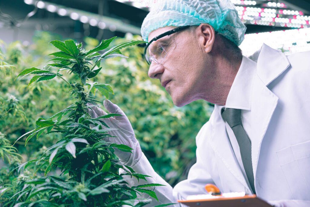 Cannabis Sativa or Cannabis Indica medical plant farming agriculture research for medicine.
