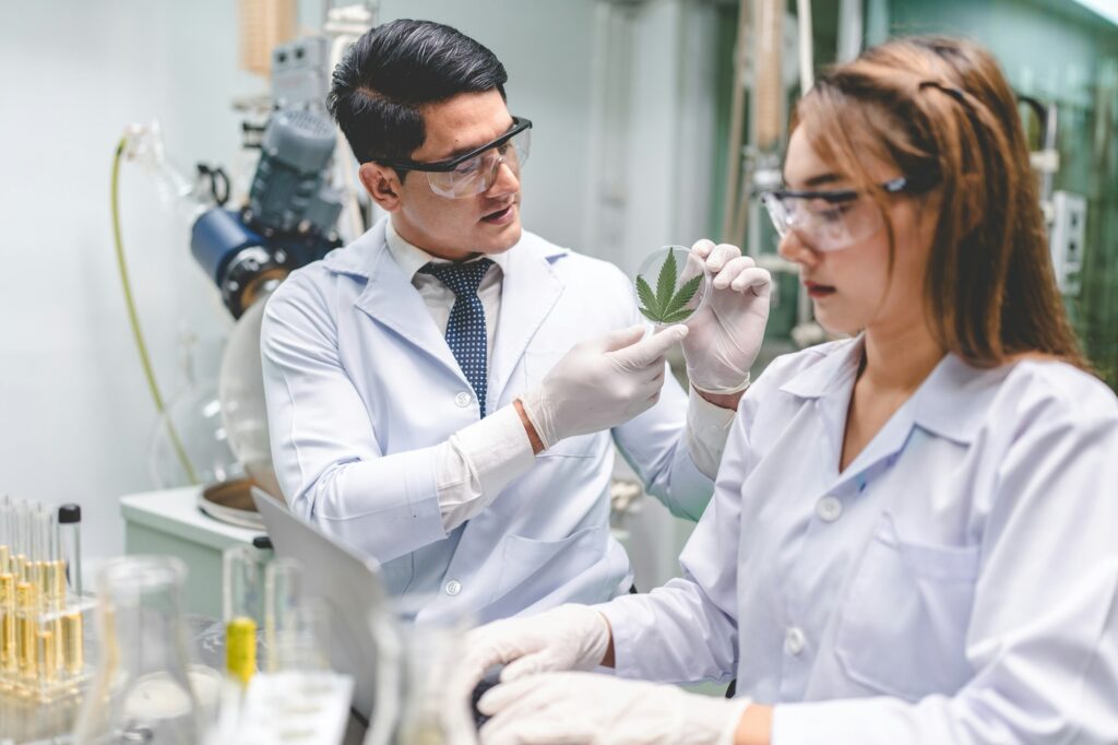 Medicine scientist working research for CBD oil from organic cannabis hemp plant in laboratory