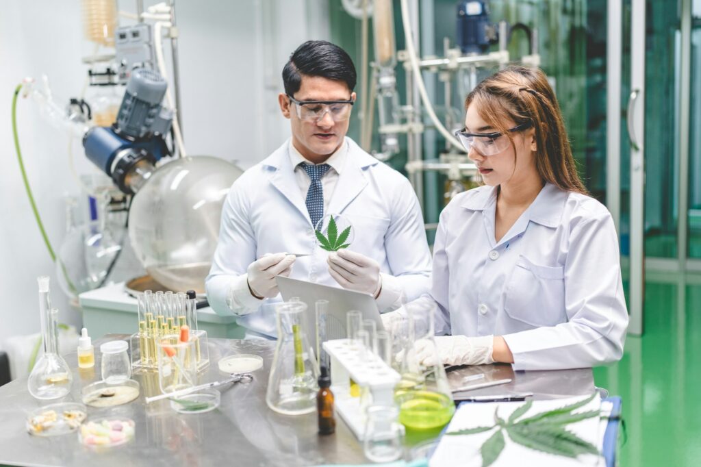 Medicine scientist working research for CBD oil from organic cannabis hemp plant in laboratory