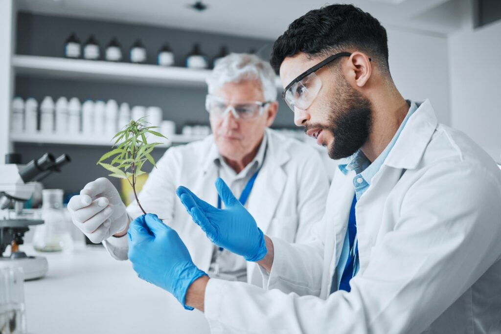 Science, cannabis and men with plant in medical laboratory for research, biology and study medicine