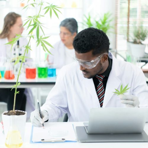 In the university science lab, researchers are analyzing studies on cannabis plants In the university science lab, researchers are analyzing studies on cannabis plants